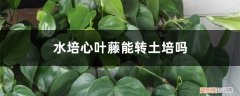 心叶藤水培方法及图片 水培心叶藤能转土培吗？具体方法看这里！