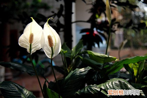 一帆风顺花图片及介绍 如何养殖一帆风顺