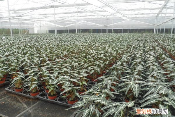 小仙女的花多久浇水 小仙女怎么施肥