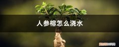 人参榕浇水见干见湿是什么意思 人参榕怎么浇水