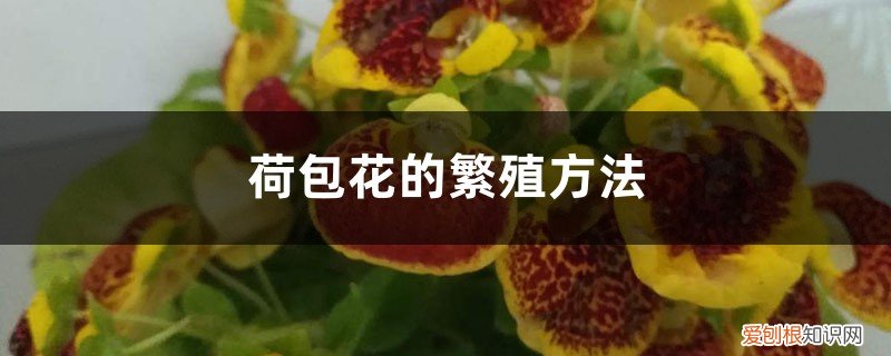 荷包花的繁殖方法,怎么养护 荷包花的繁殖方法，怎么养