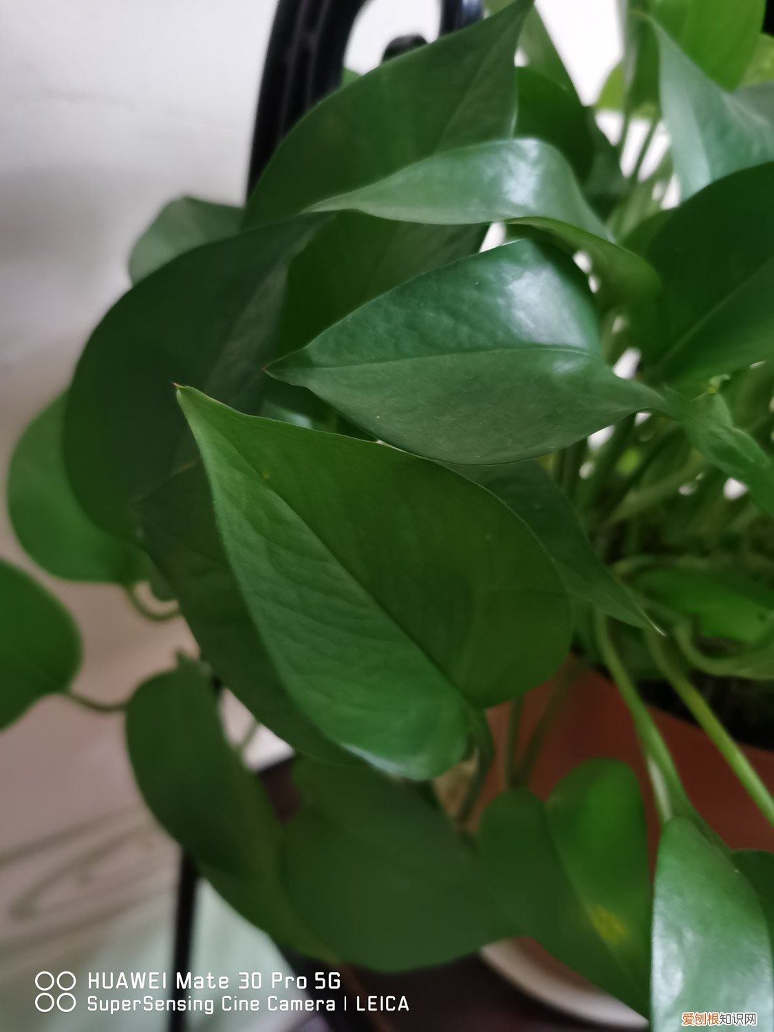 绿萝吊兰区别 绿萝吊兰…竟然有30个品种！而你只见过2种！