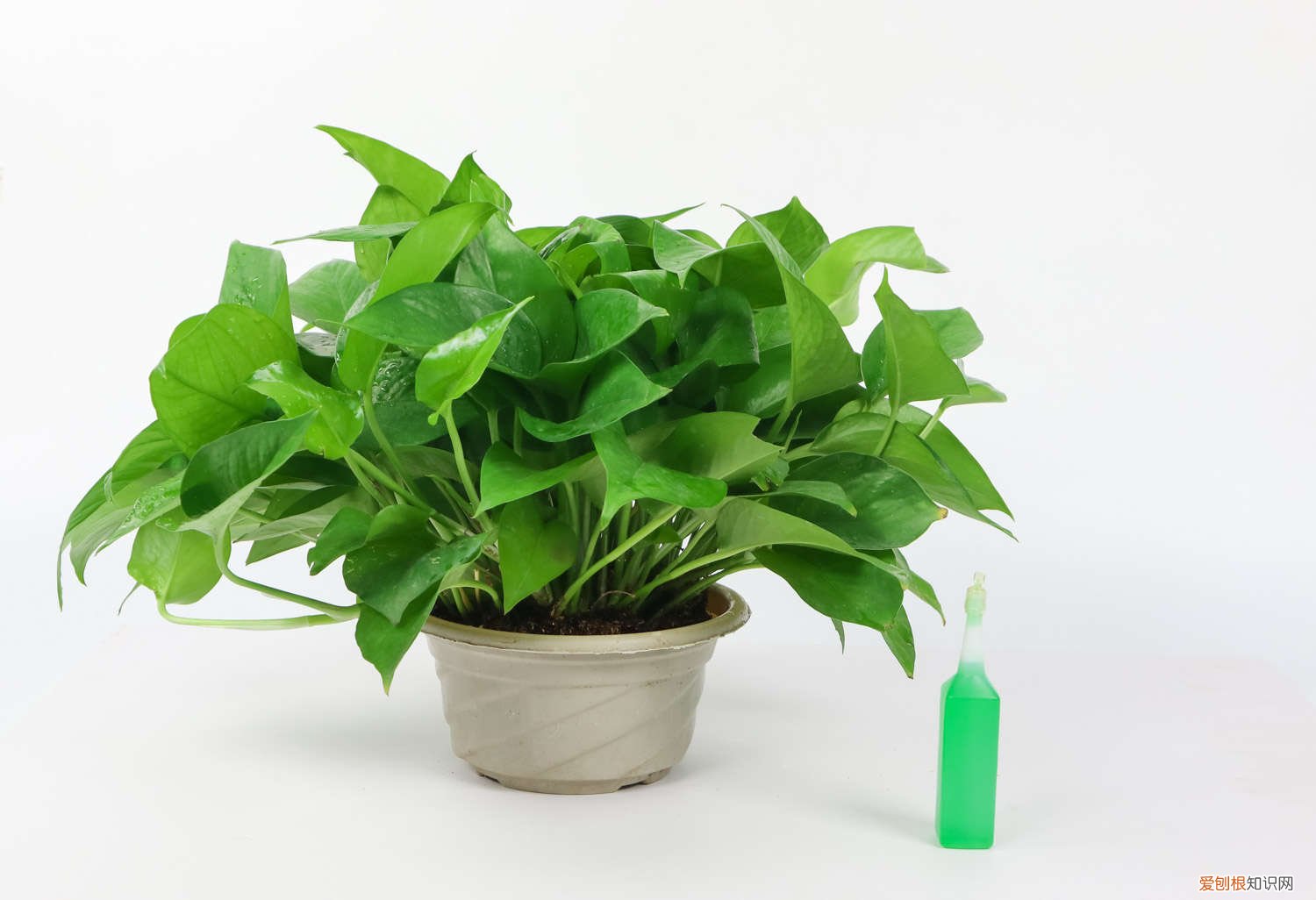 绿萝吊兰区别 绿萝吊兰…竟然有30个品种！而你只见过2种！