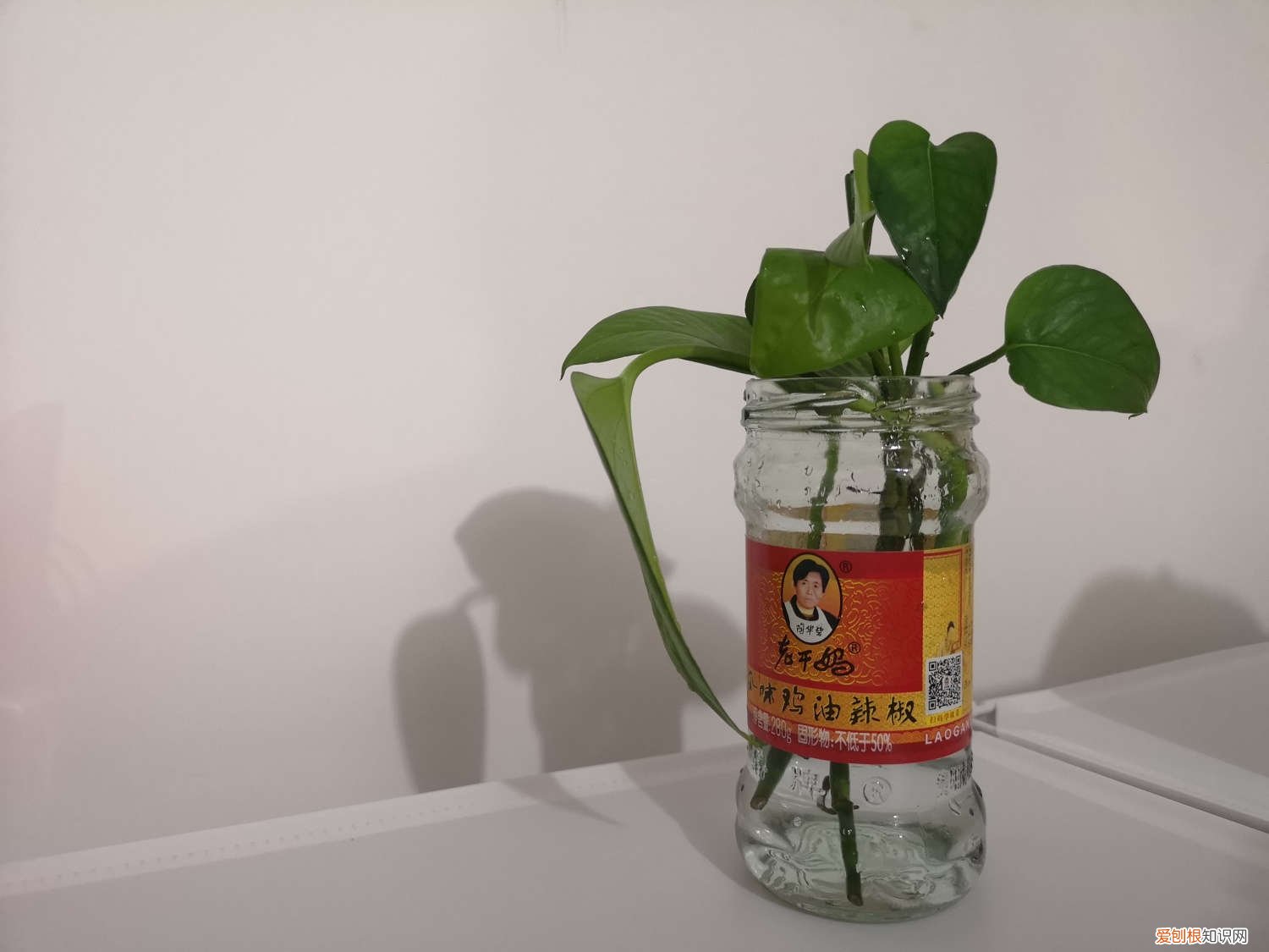 绿萝吊兰区别 绿萝吊兰…竟然有30个品种！而你只见过2种！