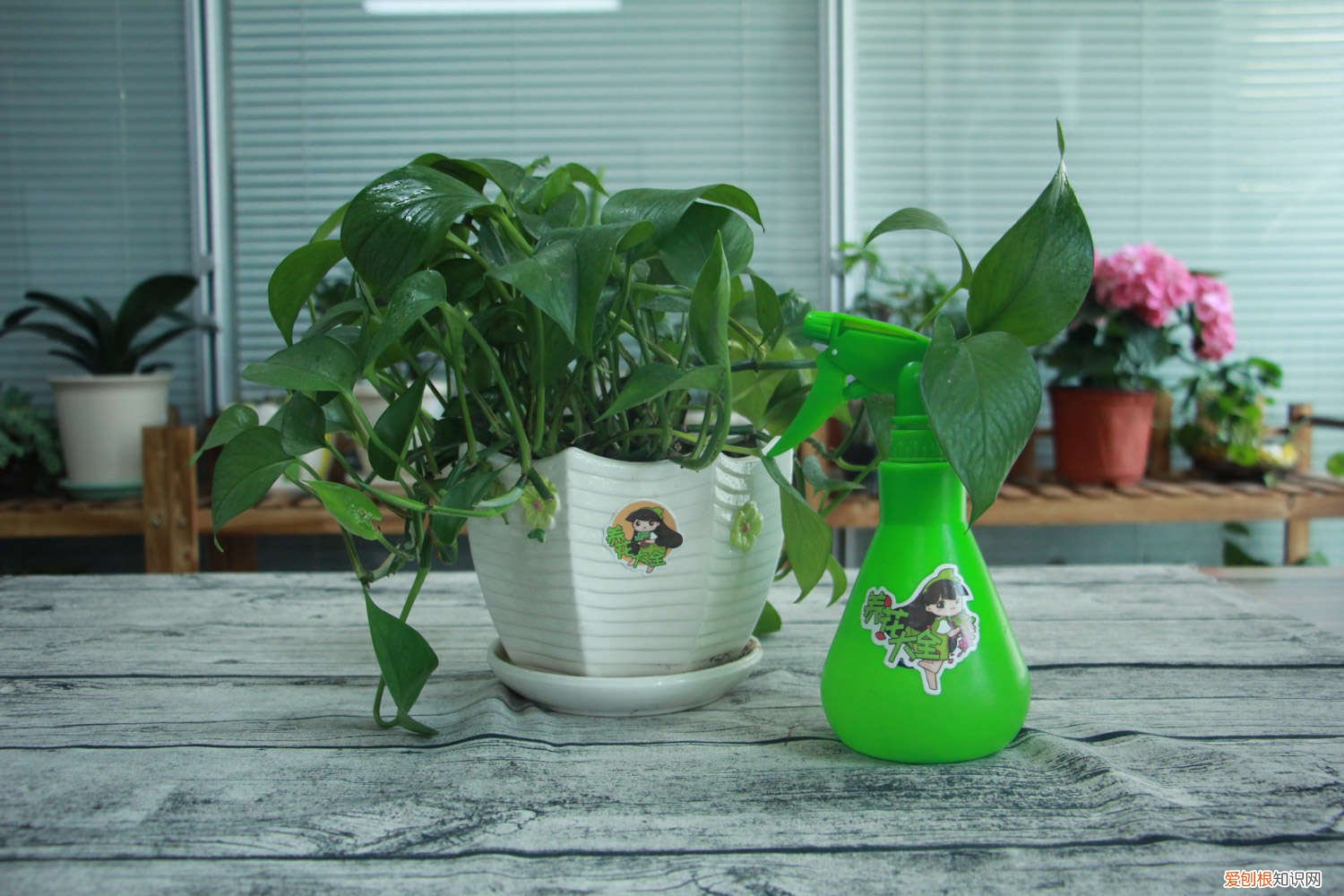 绿萝吊兰区别 绿萝吊兰…竟然有30个品种！而你只见过2种！