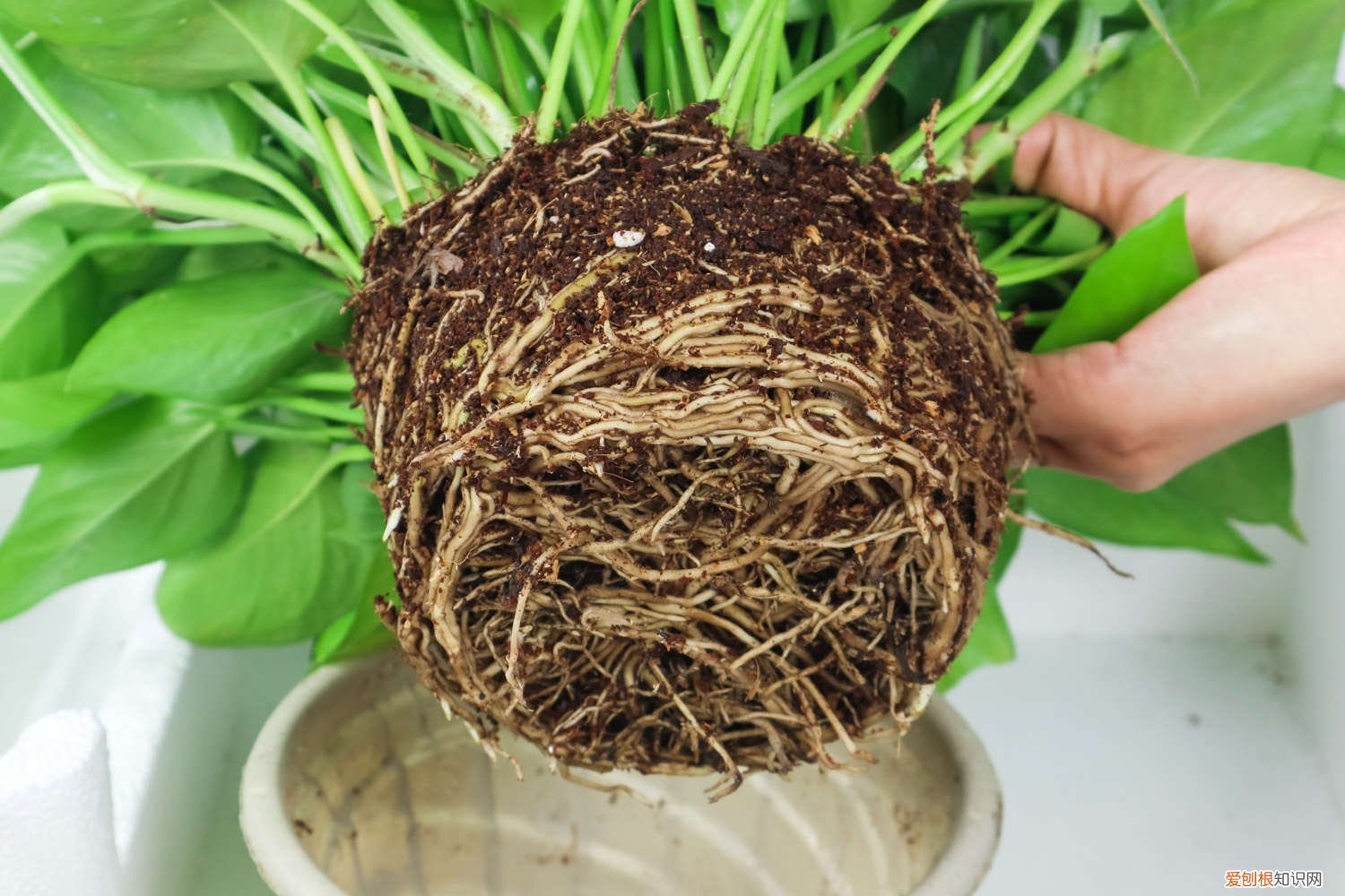 绿萝吊兰区别 绿萝吊兰…竟然有30个品种！而你只见过2种！