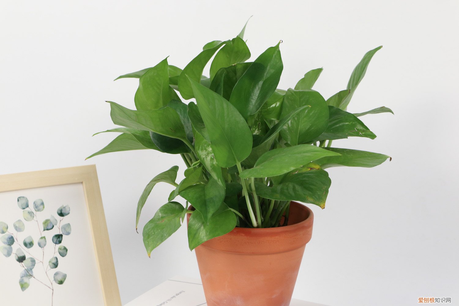 绿萝吊兰区别 绿萝吊兰…竟然有30个品种！而你只见过2种！