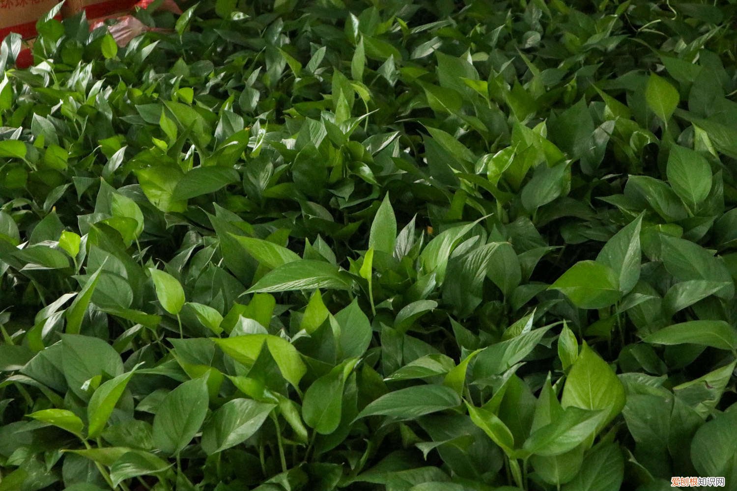 绿萝吊兰区别 绿萝吊兰…竟然有30个品种！而你只见过2种！