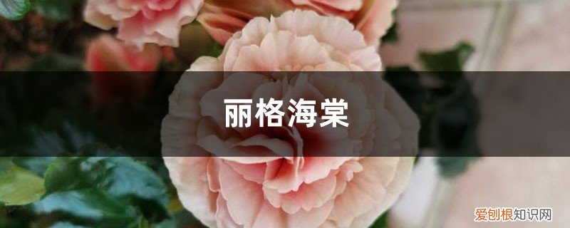 丽格海棠怎么过冬天 丽格海棠怎么过冬，这样做过冬不用愁！