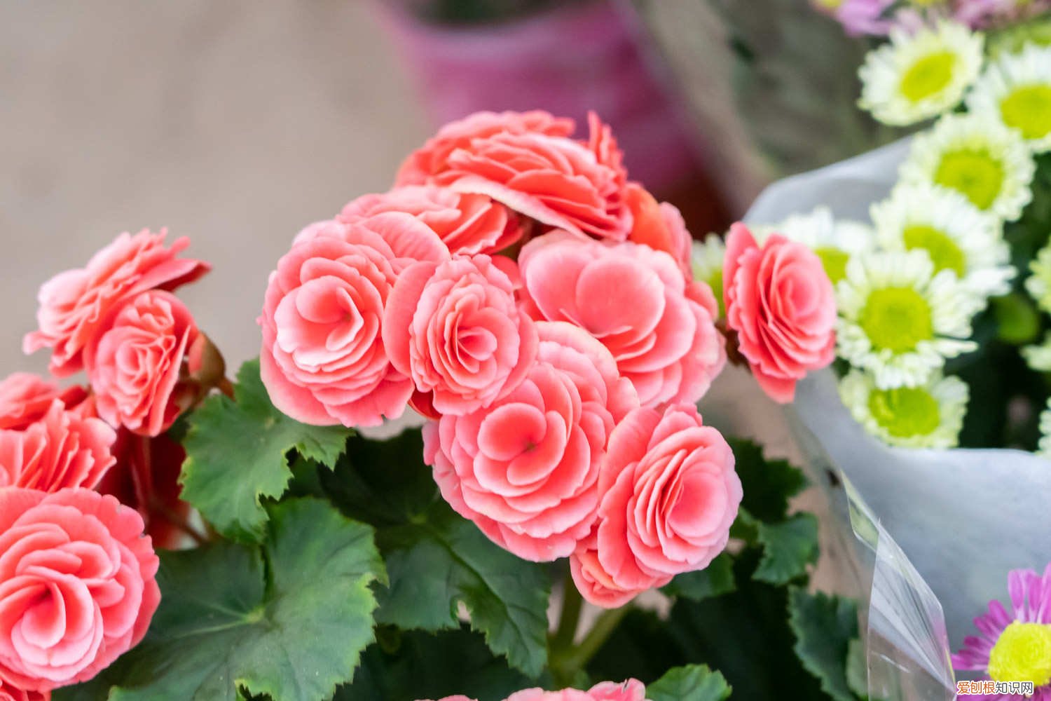 丽格海棠怎么过冬天 丽格海棠怎么过冬，这样做过冬不用愁！