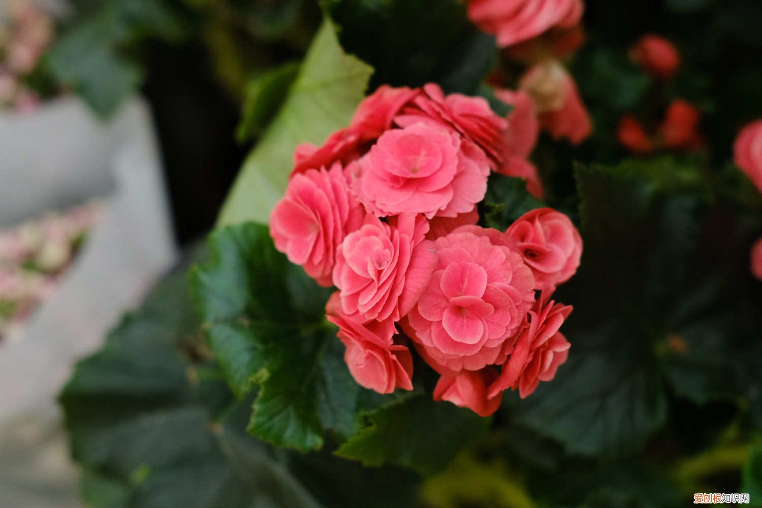 丽格海棠怎么过冬天 丽格海棠怎么过冬，这样做过冬不用愁！