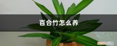 百合竹图片 盆栽 百合竹怎么养，百合竹图片