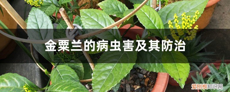 金粟兰的病虫害及其防治技术 金粟兰的病虫害及其防治
