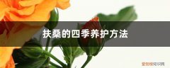 盆栽扶桑怎么过冬 扶桑的四季养护方法