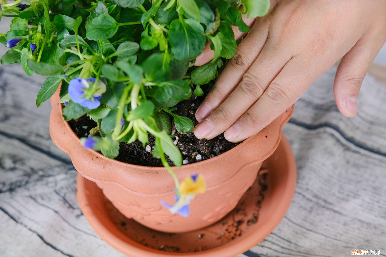 角堇的养护方法 角堇开花后怎么养护，怎么修剪
