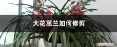 大花蕙兰如何修剪枝条 大花蕙兰如何修剪