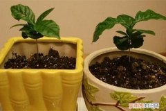 盆栽咖啡树怎么养 盆栽咖啡树要怎么种植