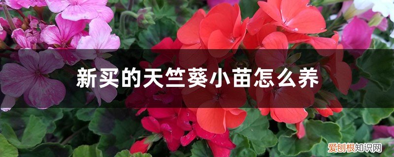 新买的天竺葵小苗怎么养活 新买的天竺葵小苗怎么养