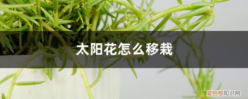 太阳花怎样移栽 太阳花怎么移栽