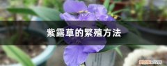 紫珠草的养殖方法 紫露草的繁殖方法