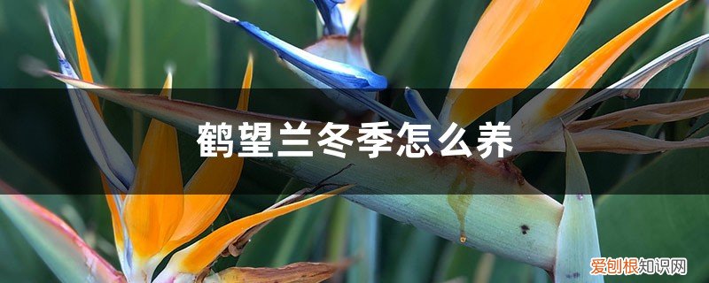 望鹤兰几天浇水一次比较合适 鹤望兰冬季怎么养，怎么浇水