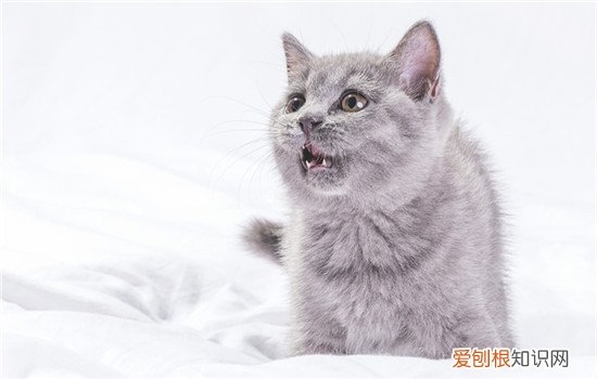 猫能吃大闸蟹吗? 猫咪能吃大闸蟹吗