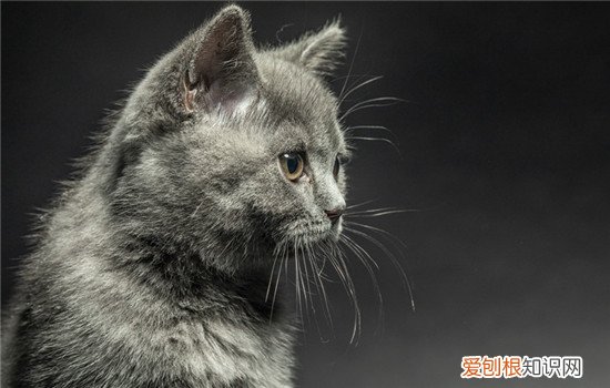 猫咪能吃什么蔬菜水果呢 猫咪能吃什么蔬菜水果