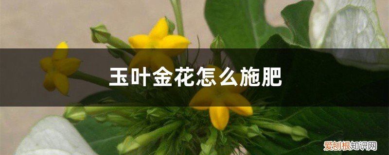 金枝玉叶花浇什么肥料 玉叶金花怎么施肥