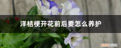 洋桔梗花怎样养护 洋桔梗开花前后要怎么养护