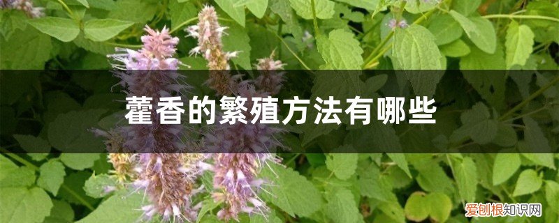 藿香繁殖及栽培技术 藿香的繁殖方法有哪些