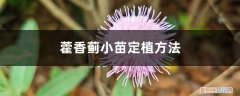 藿香蓟小苗定植方法 藿香蓟小苗定植方法