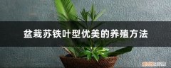 苏铁盆景养殖方法 盆栽苏铁叶型优美的养殖方法