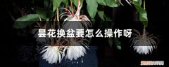 昙花夏天换盆了怎么养护 昙花换盆要怎么操作呀，换盆后要浇水吗