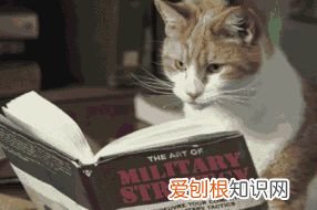 猫咪知识大百科，【宠物知识科普篇】铲屎官们需要了解的猫眯基础疾病，猫咪小药箱有备无患!