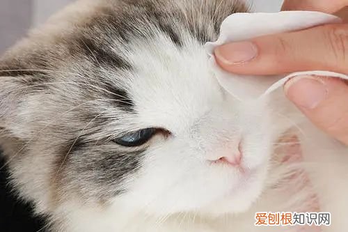 猫咪知识大百科，【宠物知识科普篇】铲屎官们需要了解的猫眯基础疾病，猫咪小药箱有备无患!