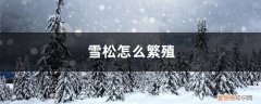 雪松的繁殖栽培与管理 雪松怎么繁殖