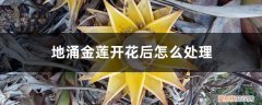 地涌金莲开花后会死吗 地涌金莲开花后怎么处理，烂茎了怎么办