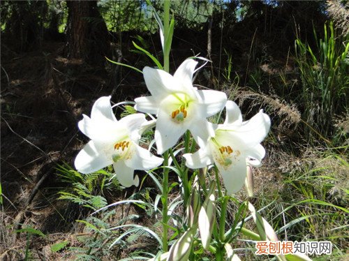 野百合花的花期是什么时候 怎样正确的食用百合