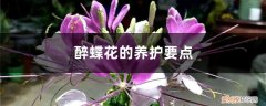 醉蝶花的养护要点是什么 醉蝶花的养护要点