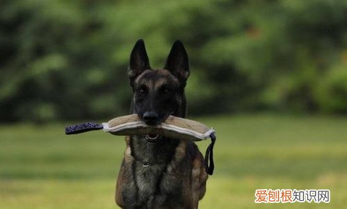 马犬几个月立耳 马犬在2～6个月时立耳