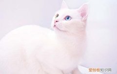 布偶猫无缘无故叫 布偶猫不叫怎么回事