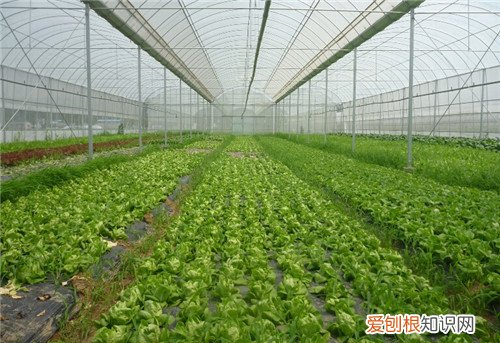 有机蔬菜种植基地实施方案 怎么种植有机蔬菜