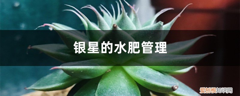 银星的水肥管理