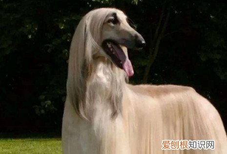 阿富汗猎犬适合家养吗 阿富汗猎犬不适合家养