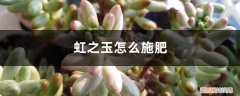 虹之玉怎样浇水 虹之玉怎么施肥