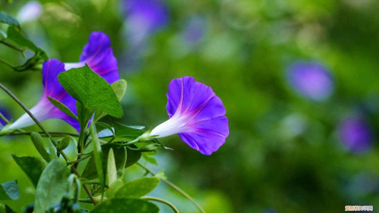 牵牛花怎么移盆 牵牛花小苗怎么上盆