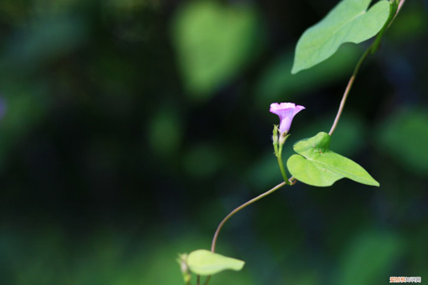 牵牛花怎么移盆 牵牛花小苗怎么上盆