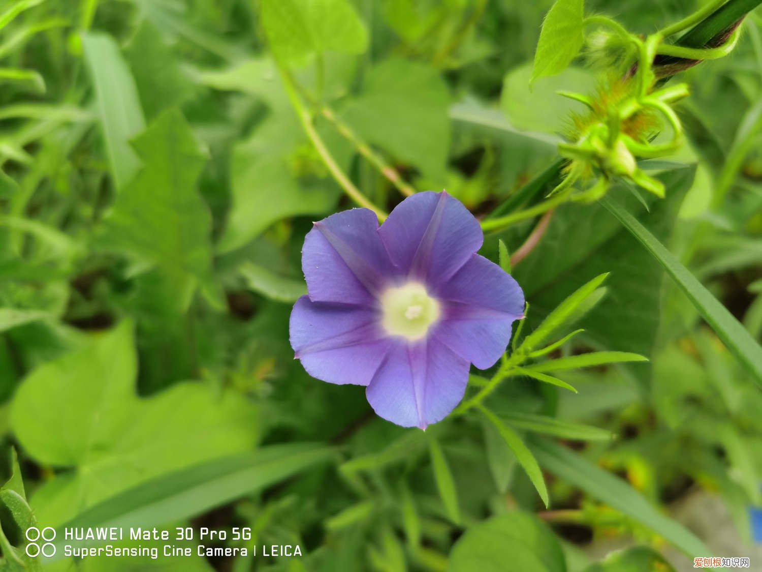 牵牛花怎么移盆 牵牛花小苗怎么上盆