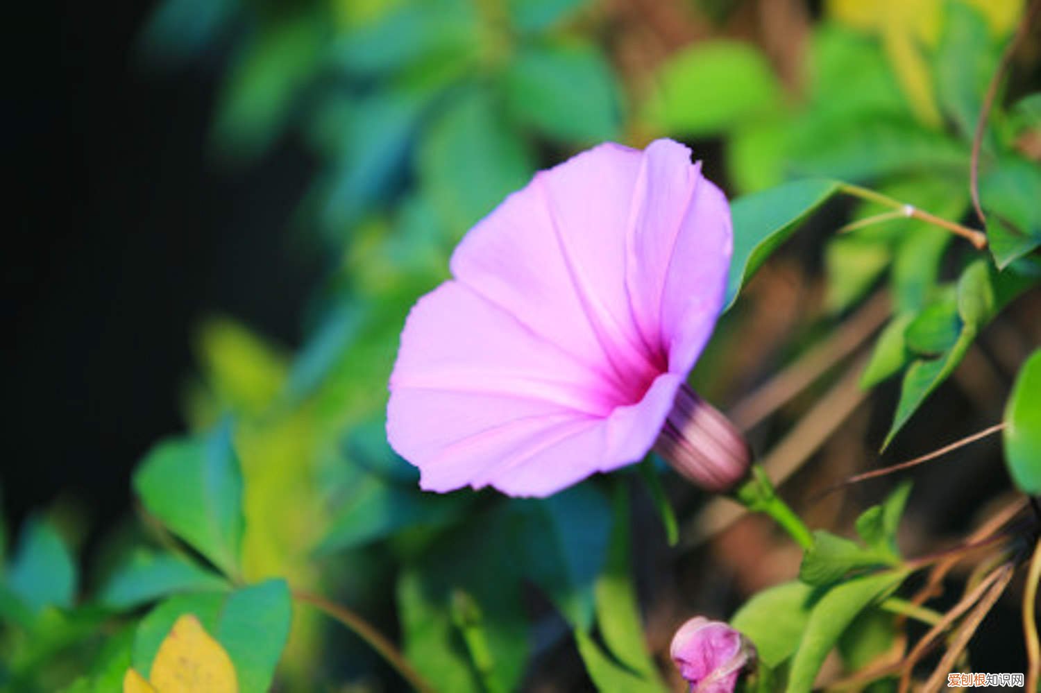 牵牛花怎么移盆 牵牛花小苗怎么上盆