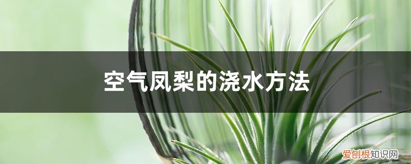 空气凤梨可以用自来水浇吗 空气凤梨的浇水方法